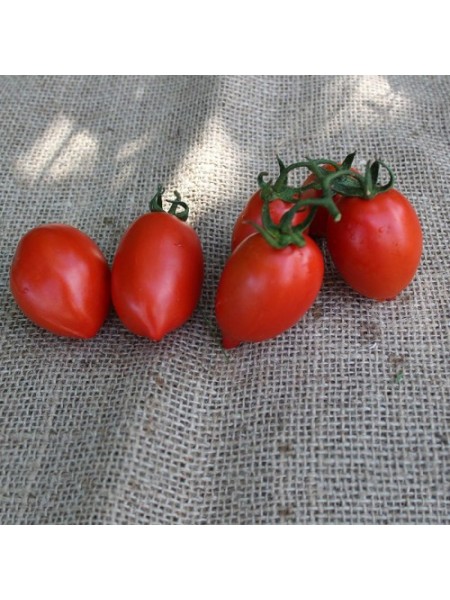 ЕС 9340 F1 (ES 9340 F1) семена помидора детерминантного (Ergon seeds)