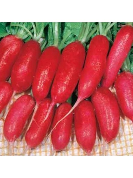 Эскарлата семян редиса 30-35 дн. (Hortus)