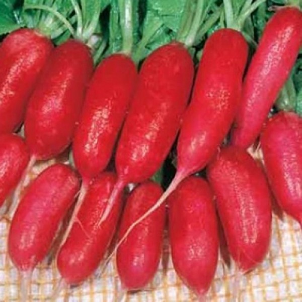 Эскарлата семян редиса 30-35 дн. (Hortus)
