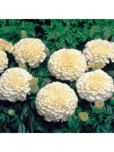 Эскимо семена бархатцев (GL Seeds)