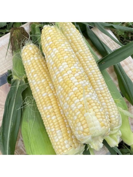 Эскорт F1 (ESB76F1) семена кукурузы суперсладкой Sh2 биколор (Lark Seeds)