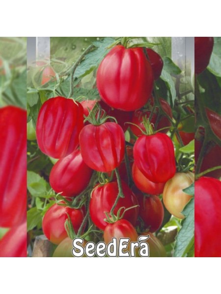 Этуаль семян помидора индетерминантного (Seedera)