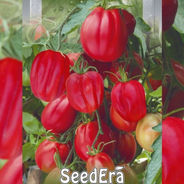 Этуаль семян помидора индетерминантного (Seedera)