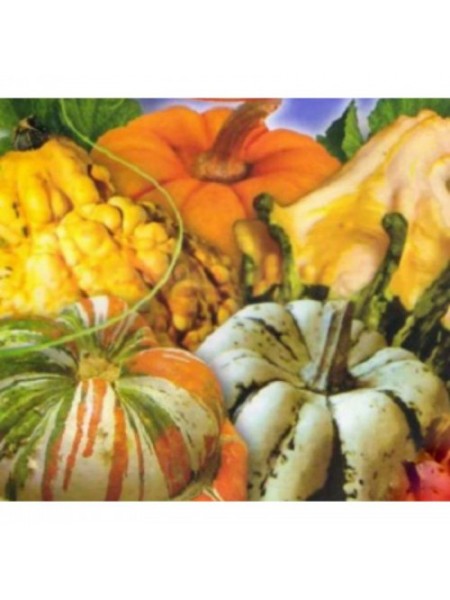 Фаберже насіння гарбуза декоративної міні суміші (GL Seeds)