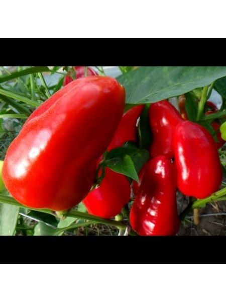 Фаршировочные семена перца сладкого (GL Seeds)