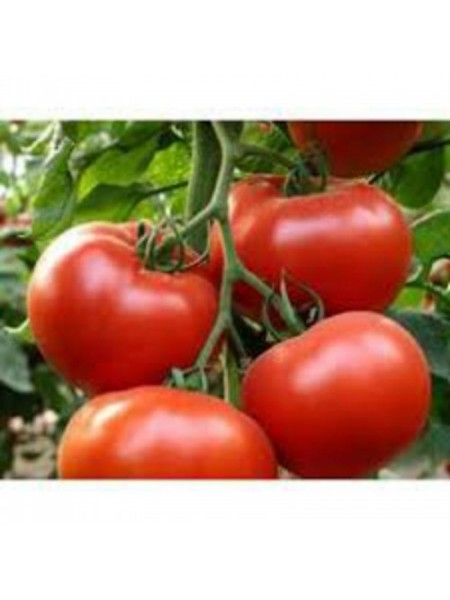 Фермерские семена томата полудетерминантного (GL Seeds)