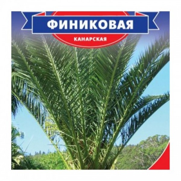 Фінікове насіння пальми (Seedera)