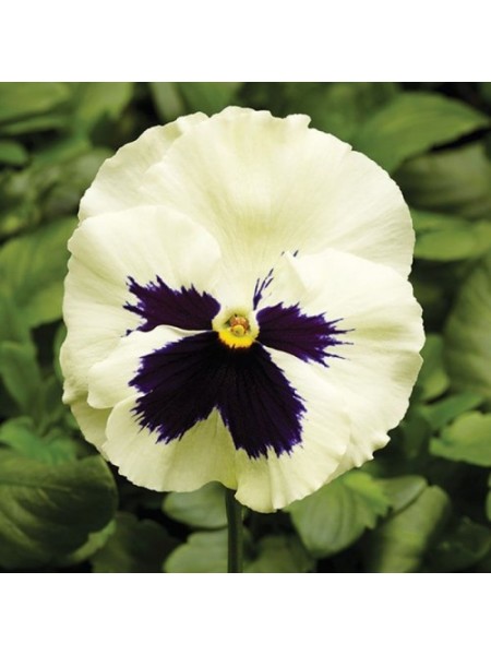 Фино F1 белая с ячейкой (White With Blotch) семена виолы (Syngenta)