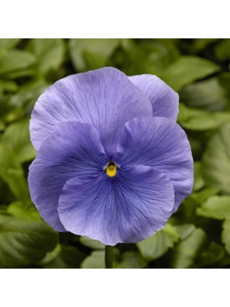 Фино F1 голубая (Blue) семена виолы (Syngenta)