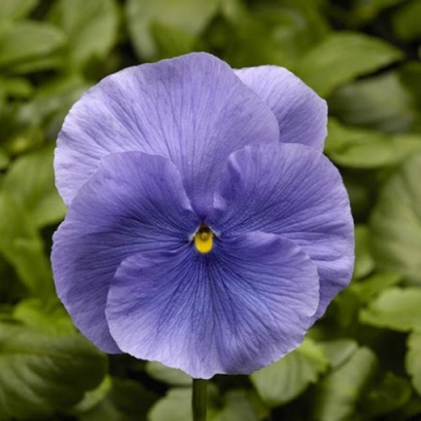Фино F1 голубая (Blue) семена виолы (Syngenta)