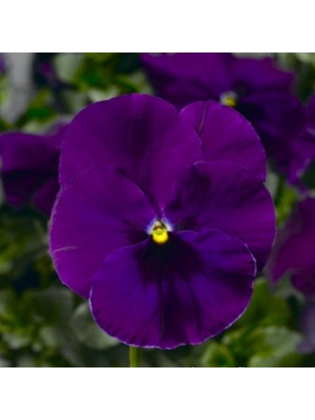 Фино F1 фиолетовая (Violet) семена виолы (Syngenta)