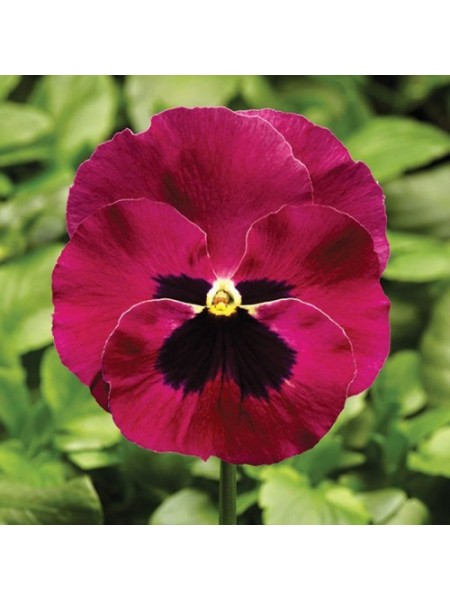 Фино F1 розовая ячейка (Rose With Blotch) семена виолы (Syngenta)