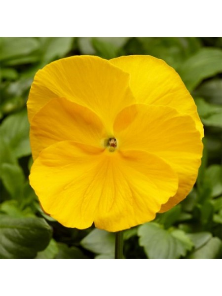 Фино F1 желтая (Yellow) семена виолы (Syngenta)