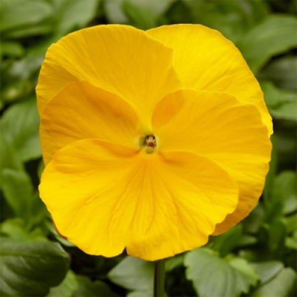 Фино F1 желтая (Yellow) семена виолы (Syngenta)