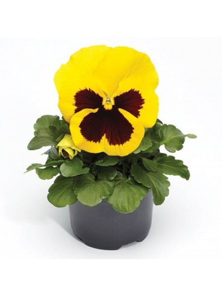 Фино F1 желтая с ячейкой (Yellow With Blotch) семена виолы (Syngenta)