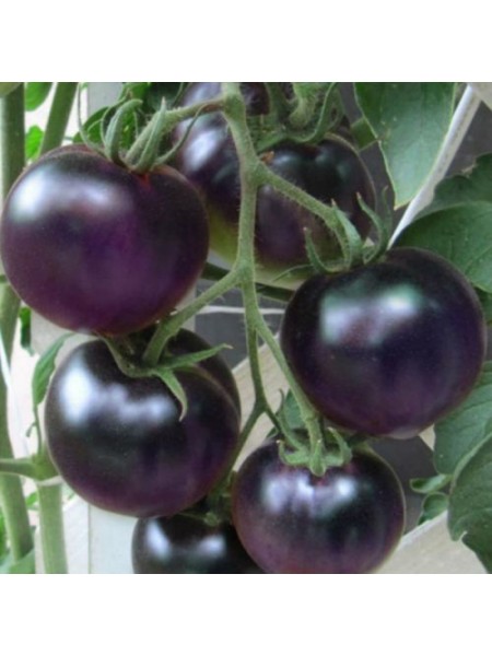Фиолетовые семена помидора индетерминантного (GL Seeds)