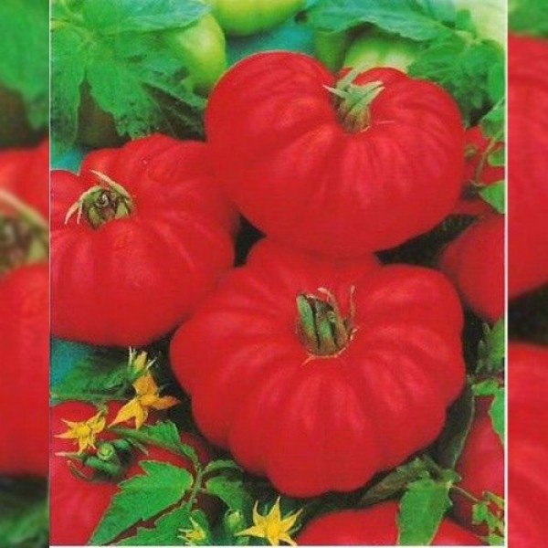 Фиорентинские семена помидора детерминантного (Hortus)