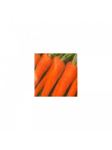 Флакко семена моркови (Hortus)