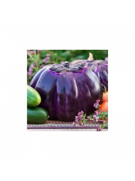 Флоренция семян баклажана раннего (Hortus)