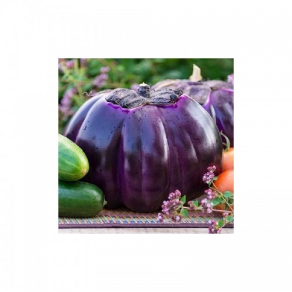 Флоренция семян баклажана раннего (Hortus)