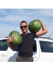 Фонтан F1 семян арбуза (LibraSeeds)