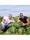 Фонтан F1 семян арбуза (LibraSeeds)