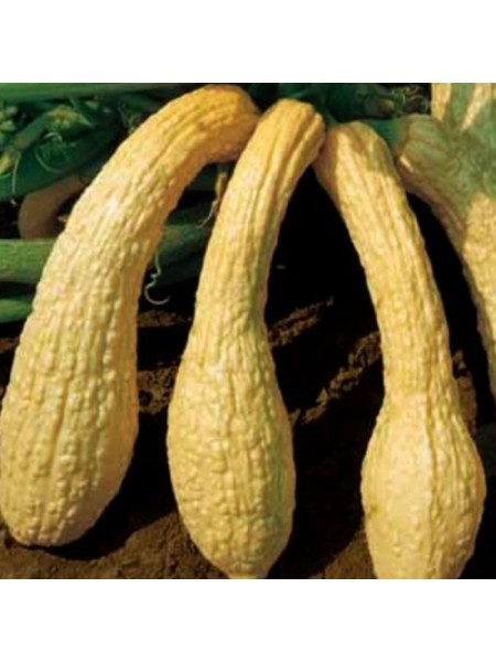 Фріулано насіння цукіні (Hortus)