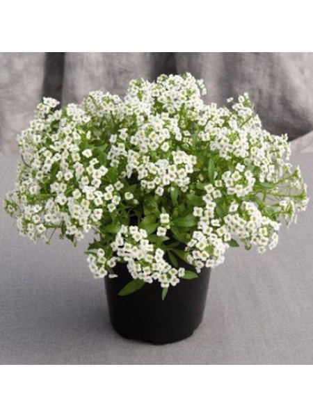 Гига белый (white) семена алиссума (Benary)