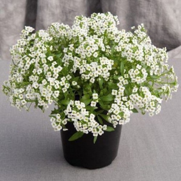 Гига белый (white) семена алиссума (Benary)