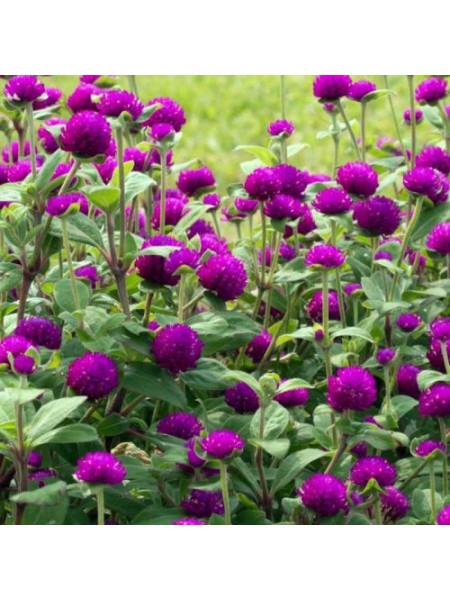 Гомфрена пурпурная (purple) семян (W.Legutko)