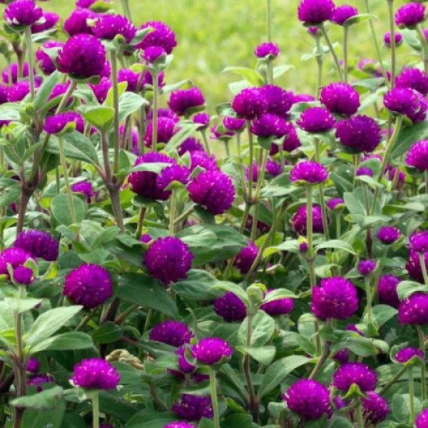 Гомфрена пурпурная (purple) семян (W.Legutko)