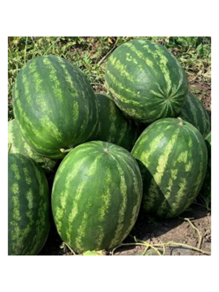 Грин Джар F1 (Green Jar F1) семена арбуза раннего (Seminis)