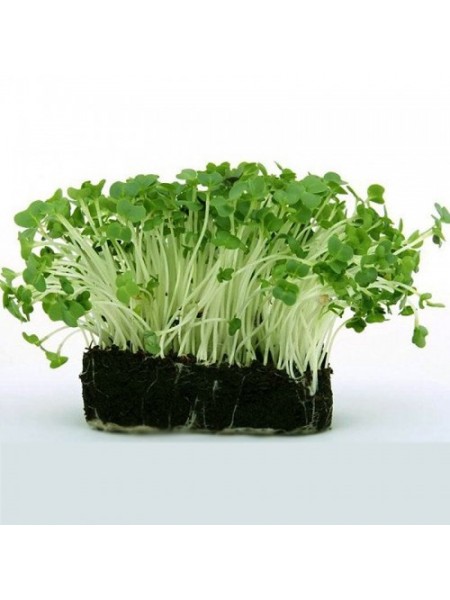 Гречка (гречишка) семена микрозеленые (agrocity)