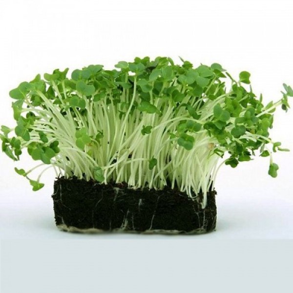Гречка (гречка) насіння мікрозелене (agrocity)