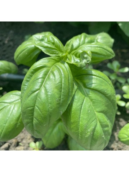 Грин Дом семян базилика (Lark Seeds)