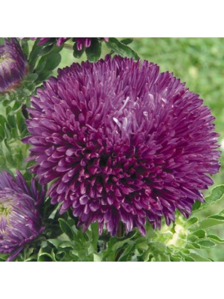 Гала пурпурная (Purple) семена астры иглой (Benary)
