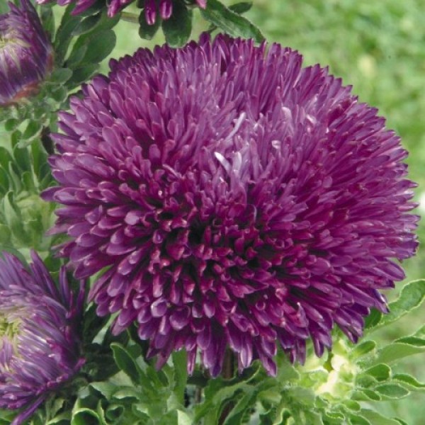 Гала пурпурная (Purple) семена астры иглой (Benary)