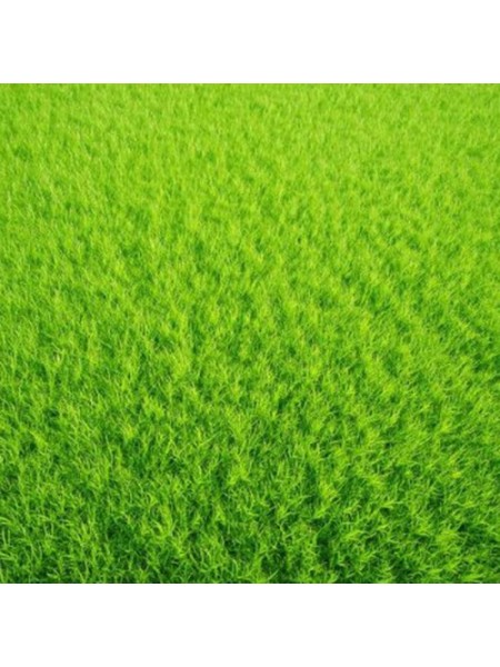 Гольф Greenfield семян газонной травы (Feldsaaten Freudenberger GmbH)