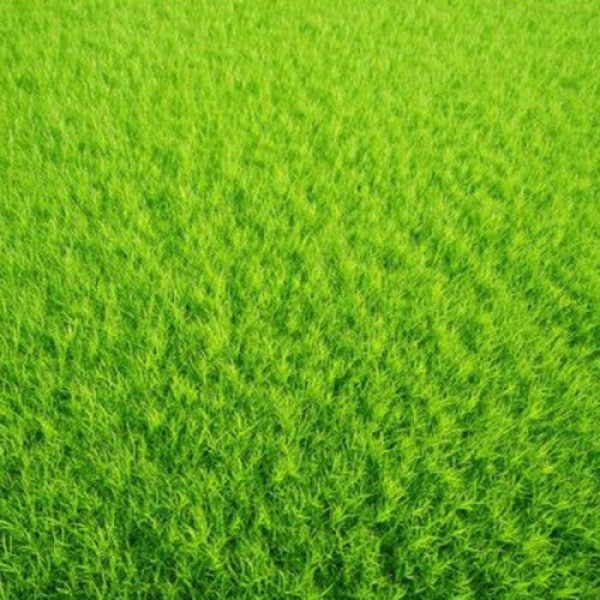 Гольф Greenfield семян газонной травы (Feldsaaten Freudenberger GmbH)