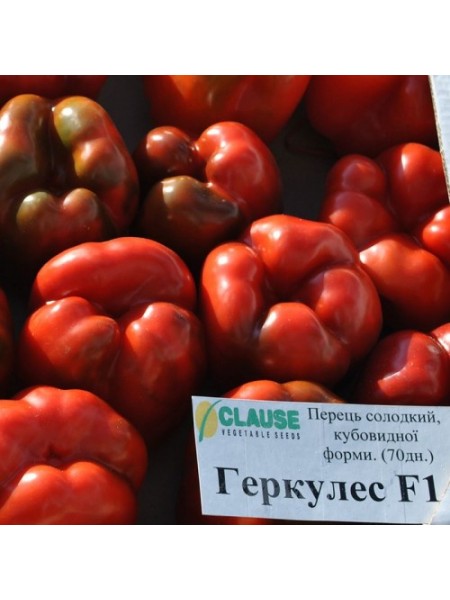 Геркулес F1 семена перца сладкого (Clause)