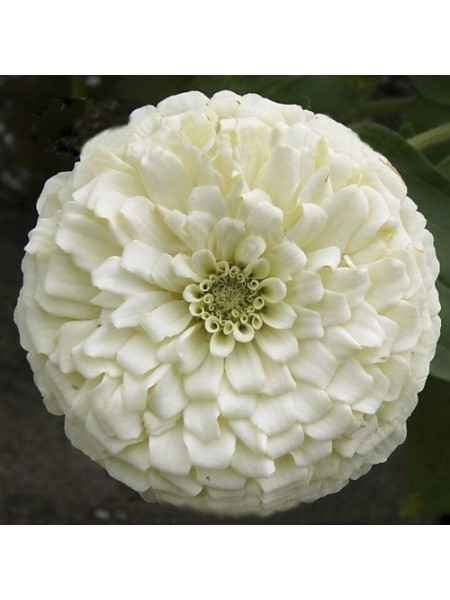 Гіганти Бенарі біле (white) насіння майор (Benary)