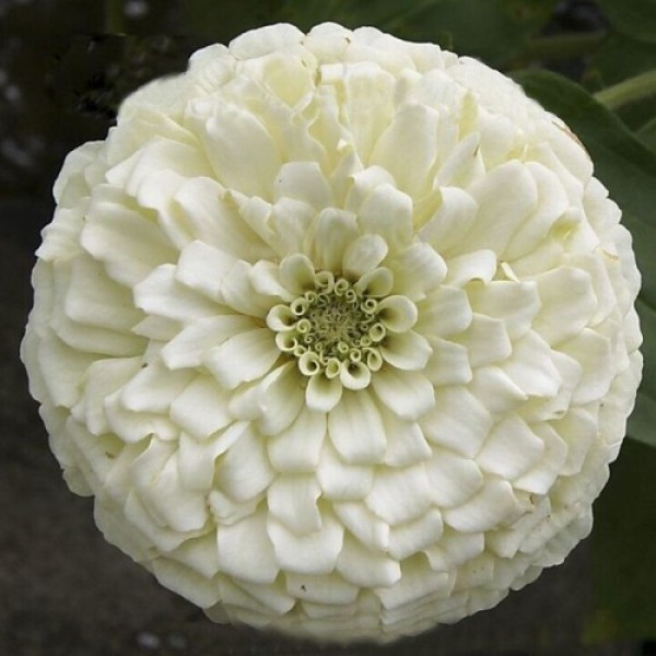 Гіганти Бенарі біле (white) насіння майор (Benary)