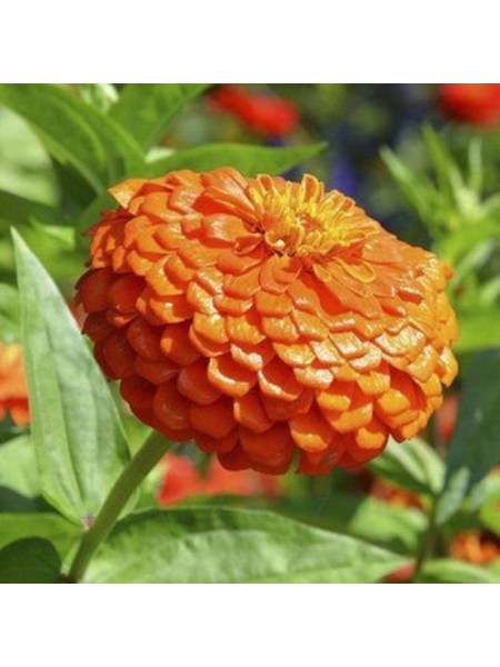 Гіганти Бенарі оранжеве (orange) насіння майор (Benary)