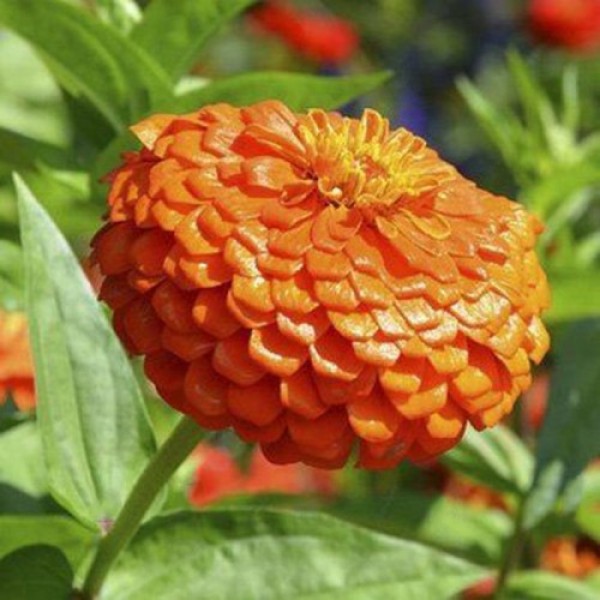 Гіганти Бенарі оранжеве (orange) насіння майор (Benary)