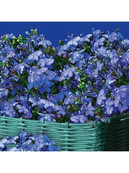 Голубой фонтан семян лобелии (GL Seeds)