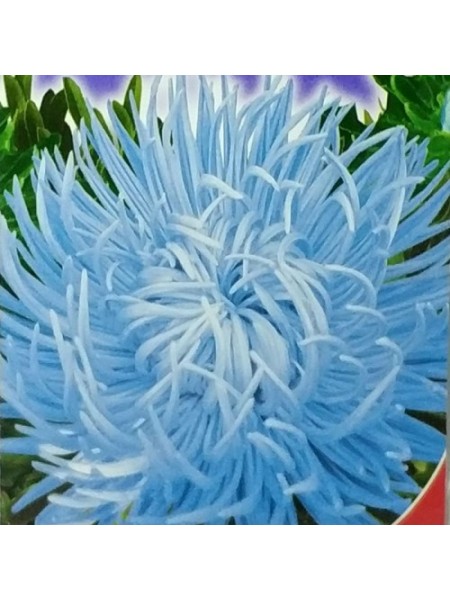 Голубой вихрь семена астры (GL Seeds)