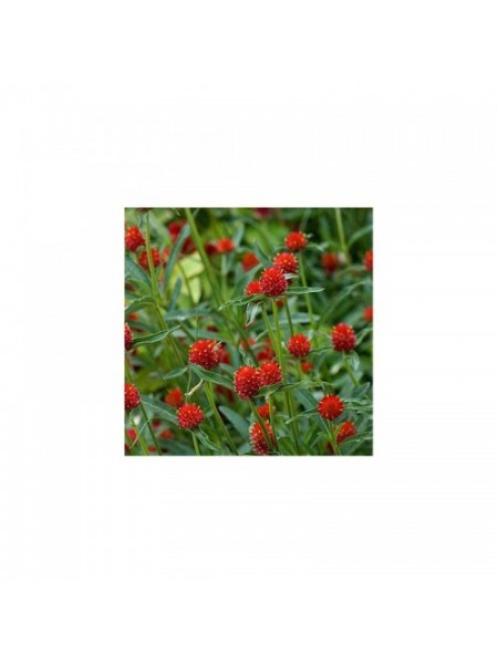 Гомфрена красная (red) семян (W.Legutko)
