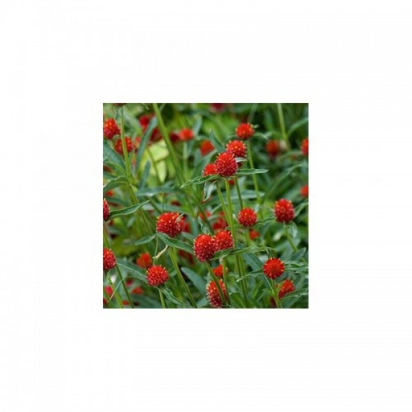Гомфрена красная (red) семян (W.Legutko)