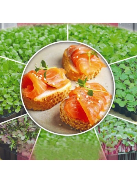 Горчица семена микрозеленые (Seedera)