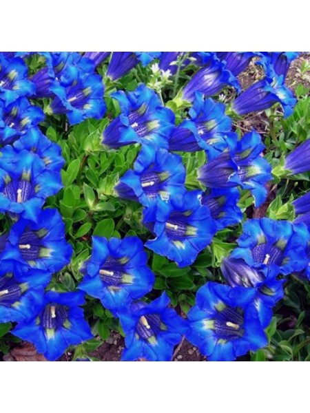Горічівка (Генціана) синя (blue) насіння (Moravoseed)